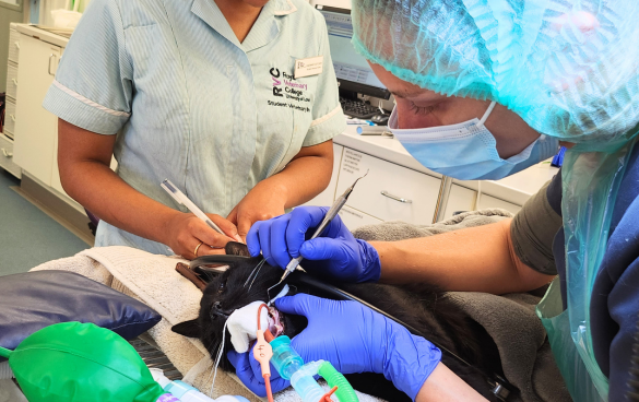 a vet performing dental surgery