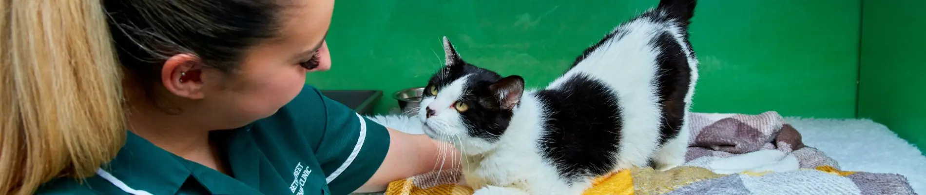 Feline Leukaemia in Kittens: What Every Cat Owner Should Know | Iffley ... - Feline Leukemia Weight Loss In Kittens Prevention